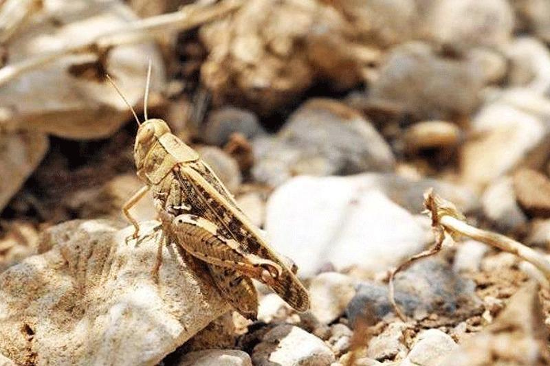 احتمال هجوم ملخ های صحرایی به استان بوشهر احتمال هجوم ملخ های صحرایی به استان بوشهر