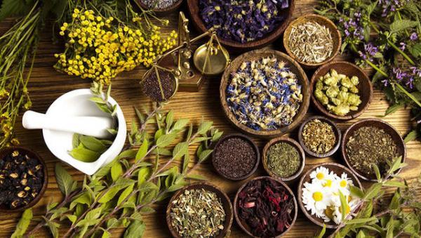 کشت گیاهان دارویی در 250 هکتار از اراضی کشاورزی آذربایجان کشت گیاهان دارویی در 250 هکتار از اراضی کشاورزی آذربایجان غربی