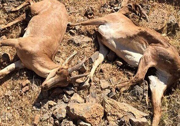 هنوز پای طاعون به زنجان نرسیده است هنوز پای طاعون به زنجان نرسیده است