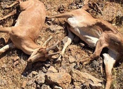 هنوز پای طاعون به زنجان نرسیده است
