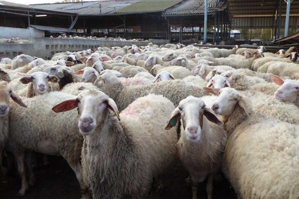 مدیرعامل اتحادیه دام سبک: قیمت دام زنده کاهش یافته، اما مدیرعامل اتحادیه دام سبک: قیمت دام زنده کاهش یافته، اما قیمت گوشت در بازار نه
